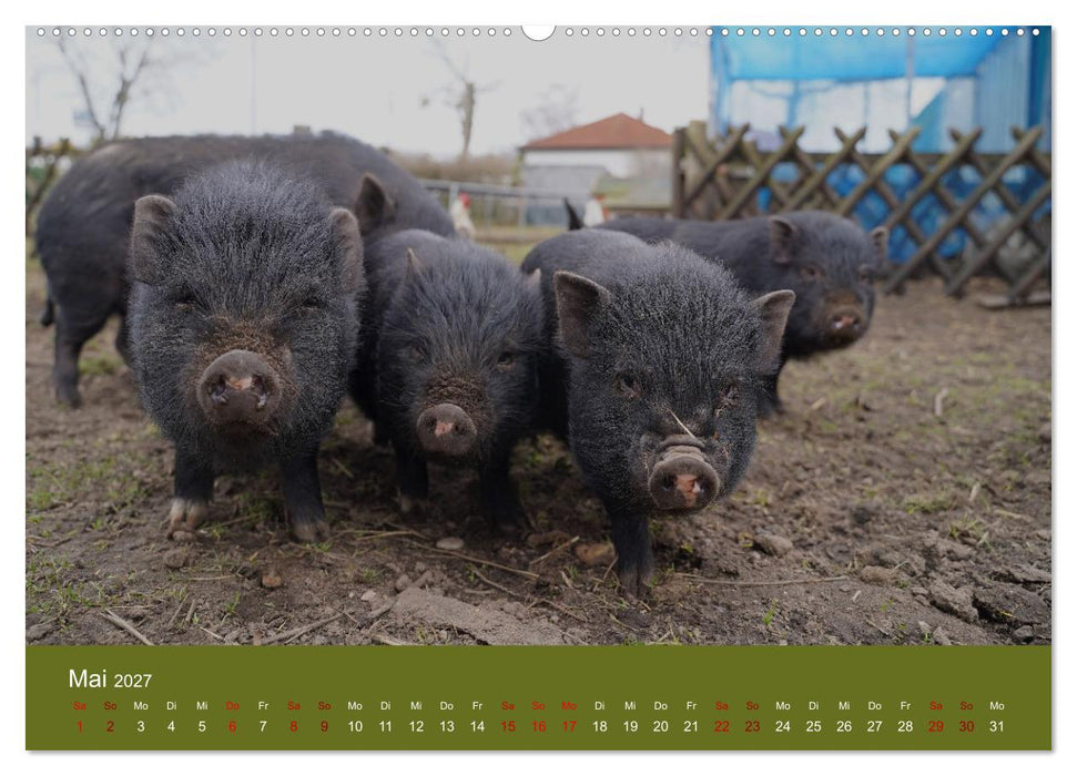 Faszination Minischweine (CALVENDO Wandkalender 2027)