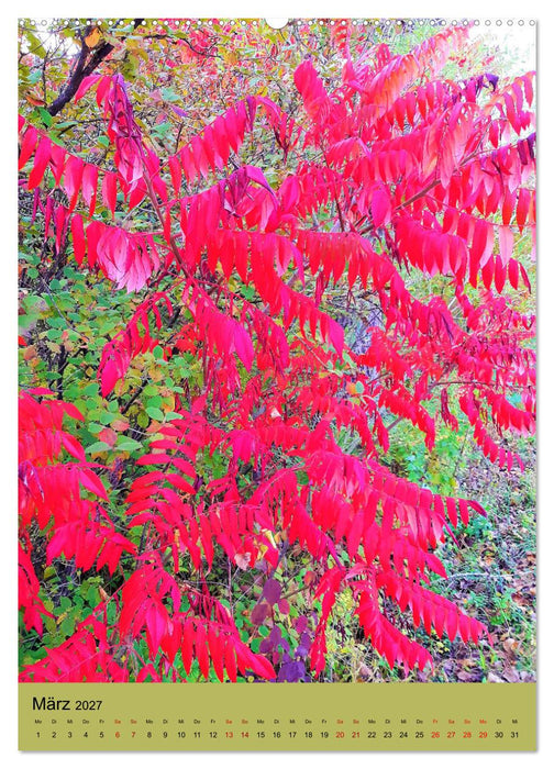 Momente des Herbstes (CALVENDO Premium Wandkalender 2027)