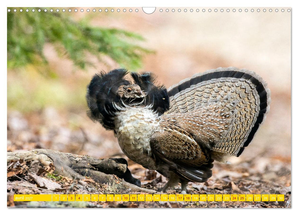 Magnifiques Emplumés (CALVENDO Calendrier mensuel 2027)