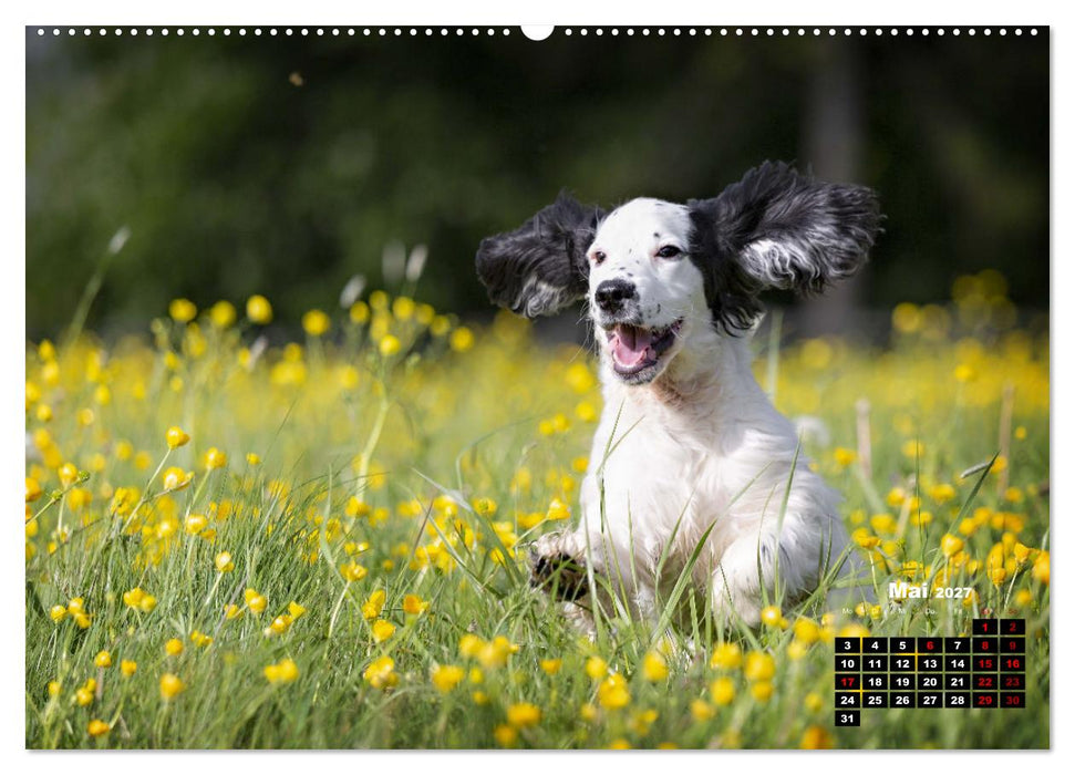 Hunde, unsere treuen Begleiter durch's Leben. (CALVENDO Wandkalender 2027)
