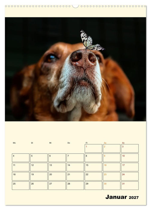 Lustig verrückt - der Tierkalender (CALVENDO Premium Wandkalender 2027)