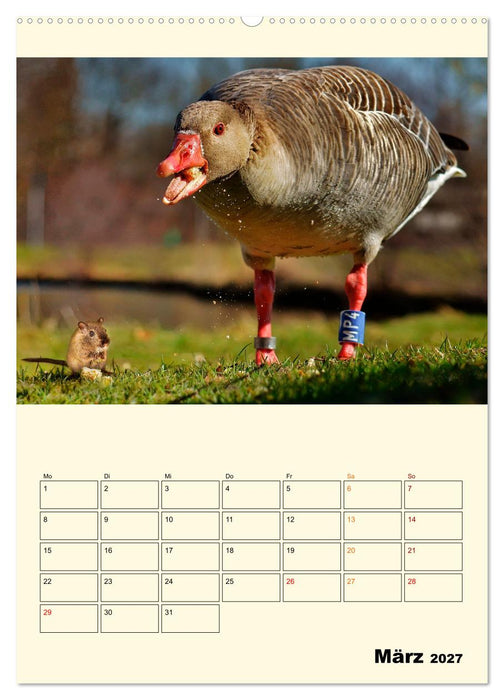 Lustig verrückt - der Tierkalender (CALVENDO Premium Wandkalender 2027)