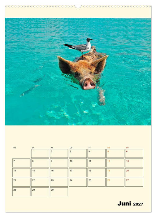 Lustig verrückt - der Tierkalender (CALVENDO Premium Wandkalender 2027)