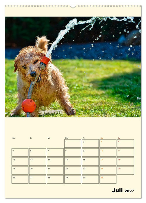 Lustig verrückt - der Tierkalender (CALVENDO Premium Wandkalender 2027)