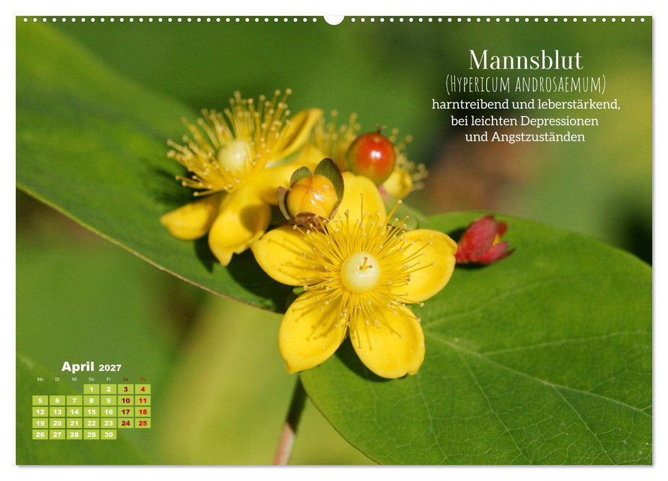 Heilpflanzen - Schätze im Garten (CALVENDO Wandkalender 2027)