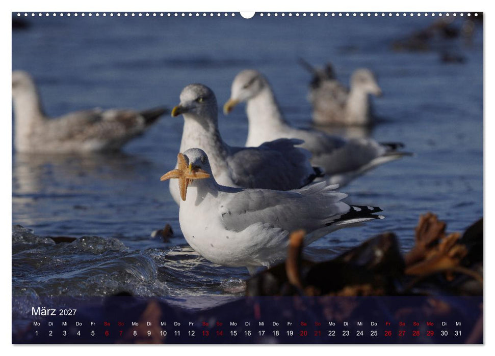 Wilde Vogelwelt Helgoland (CALVENDO Wandkalender 2027)