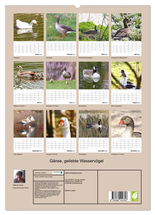 Gänse, geliebte Wasservögel (CALVENDO Premium Wandkalender 2027)