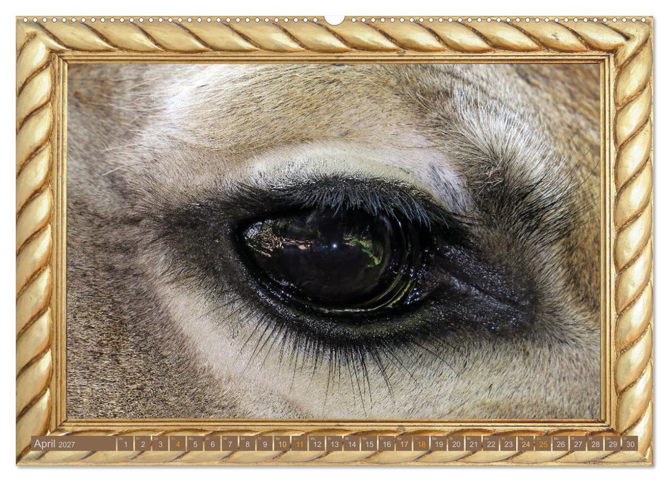 Augenblicke aus Afrika (CALVENDO Premium Wandkalender 2027)
