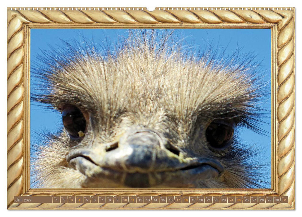 Augenblicke aus Afrika (CALVENDO Premium Wandkalender 2027)