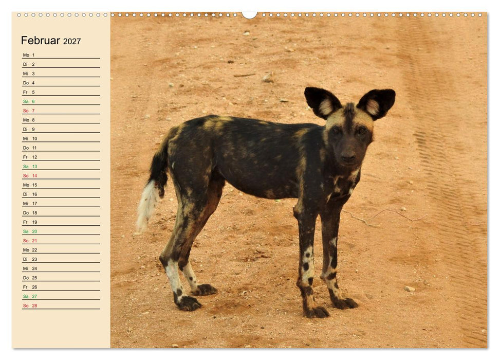 Verrückt nach Safari Verrückt nach Abenteuer in Kenia (CALVENDO Wandkalender 2027)
