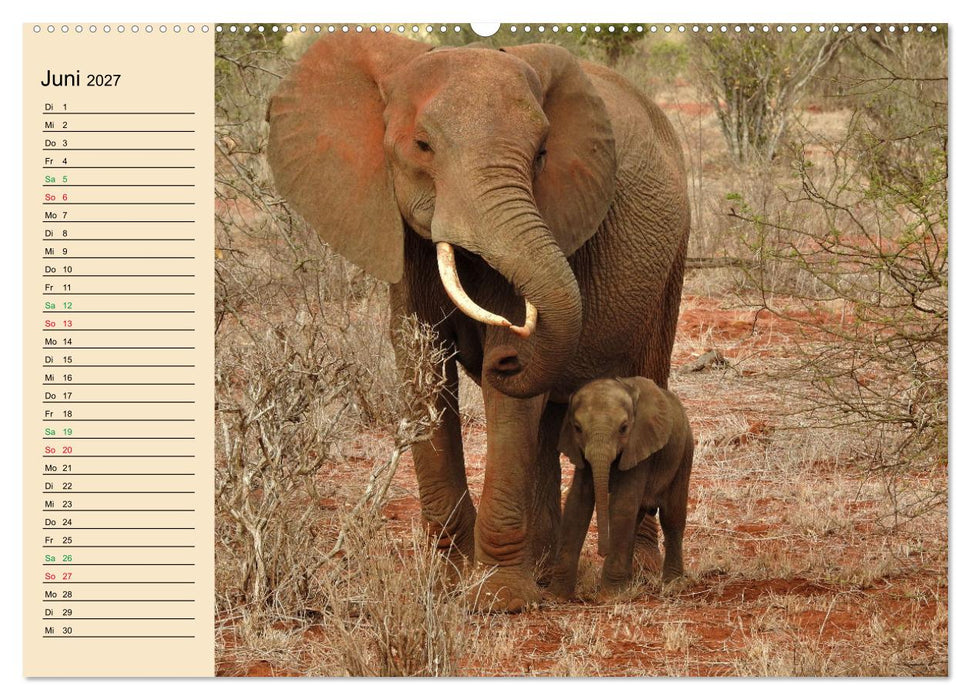 Verrückt nach Safari Verrückt nach Abenteuer in Kenia (CALVENDO Wandkalender 2027)