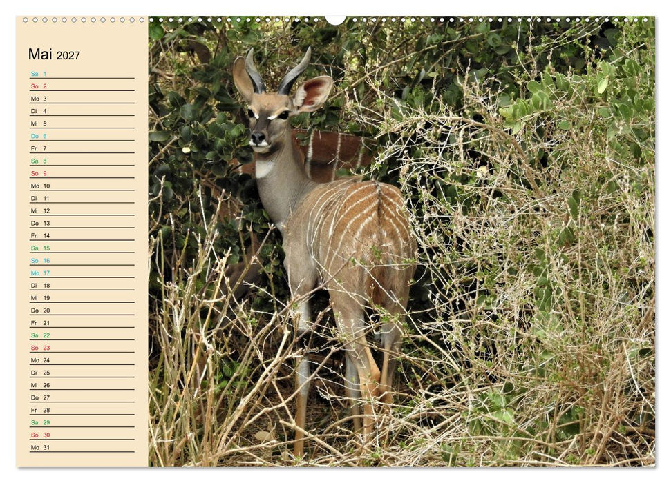 Verrückt nach Safari Verrückt nach Abenteuer in Kenia (CALVENDO Premium Wandkalender 2027)