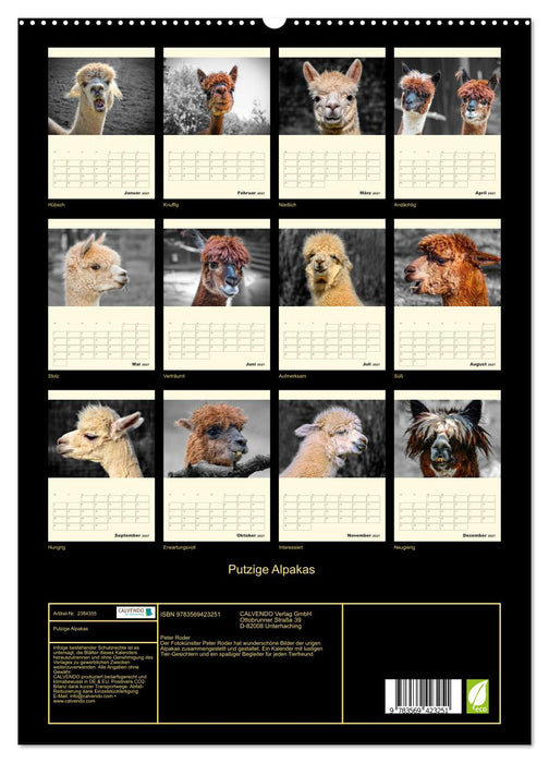 Putzige Alpakas (CALVENDO Premium Wandkalender 2027)