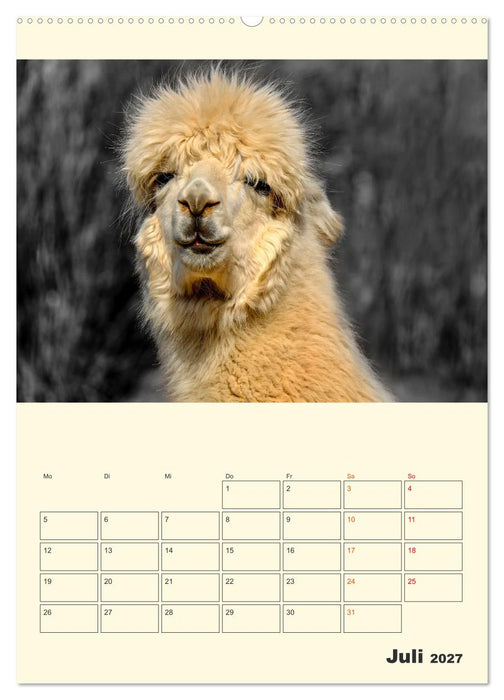Putzige Alpakas (CALVENDO Premium Wandkalender 2027)