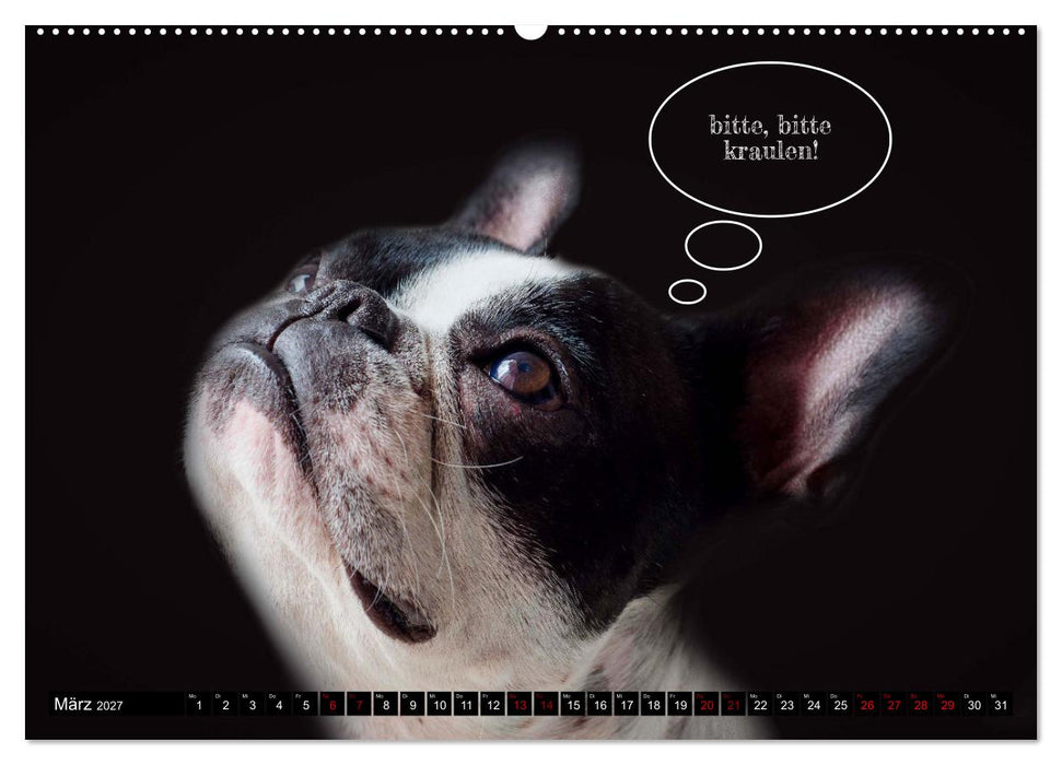 Hundeportraits, Hunde sind unsere besten Freunde by VogtArt (CALVENDO Wandkalender 2027)