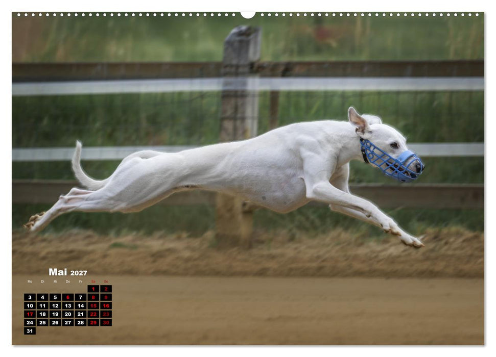 WHIPPETS - SCHNELL UND SCHÖN (CALVENDO Wandkalender 2027)