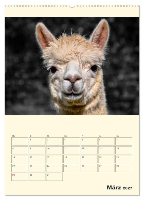 Putzige Alpakas (CALVENDO Wandkalender 2027)