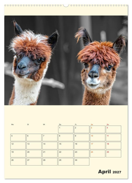 Putzige Alpakas (CALVENDO Wandkalender 2027)