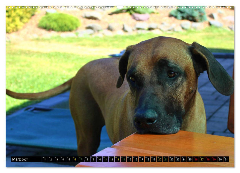 Rhodesian Ridgeback - Ausdrucksstarke Gesichter (CALVENDO Wandkalender 2027)