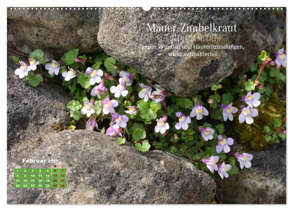 Heilpflanzen - Schätze im Garten (CALVENDO Premium Wandkalender 2027)