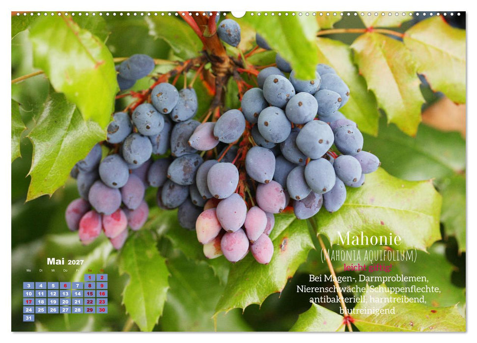 Heilpflanzen - Schätze im Garten (CALVENDO Premium Wandkalender 2027)