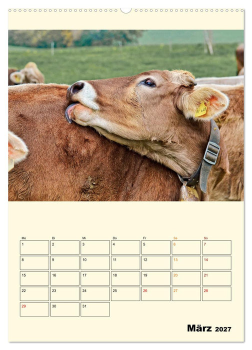 Glückliche Bergkühe (CALVENDO Wandkalender 2027)