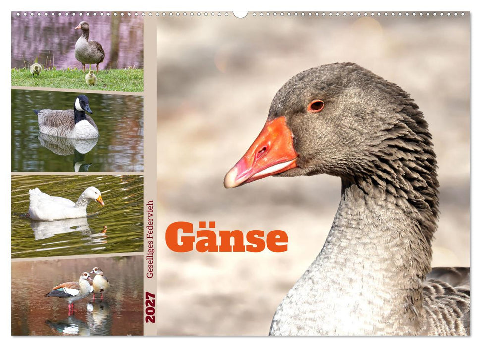 Gänse, geselliges Federvieh (CALVENDO Wandkalender 2027)