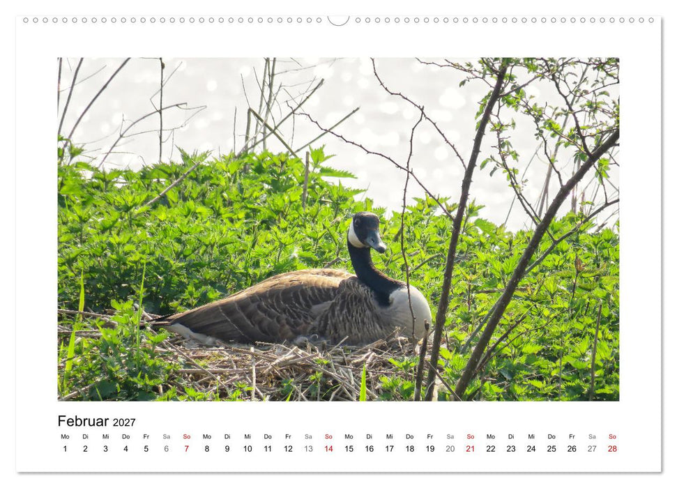 Gänse, geselliges Federvieh (CALVENDO Wandkalender 2027)