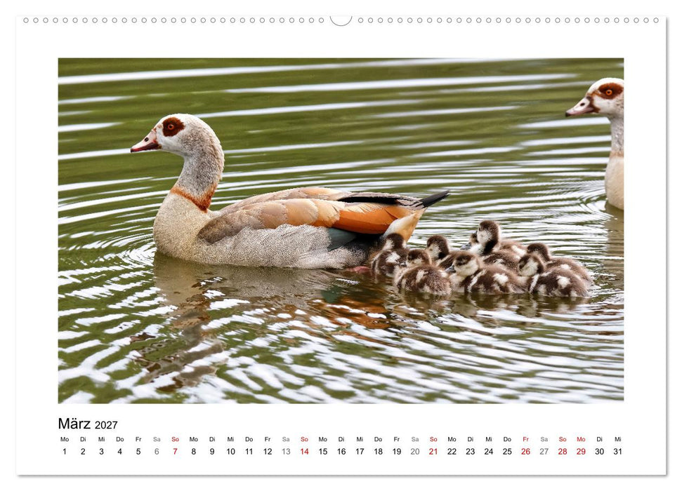 Gänse, geselliges Federvieh (CALVENDO Wandkalender 2027)