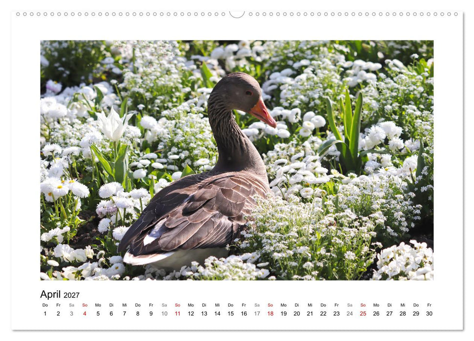 Gänse, geselliges Federvieh (CALVENDO Wandkalender 2027)