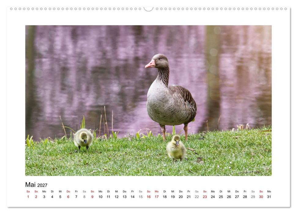 Gänse, geselliges Federvieh (CALVENDO Wandkalender 2027)