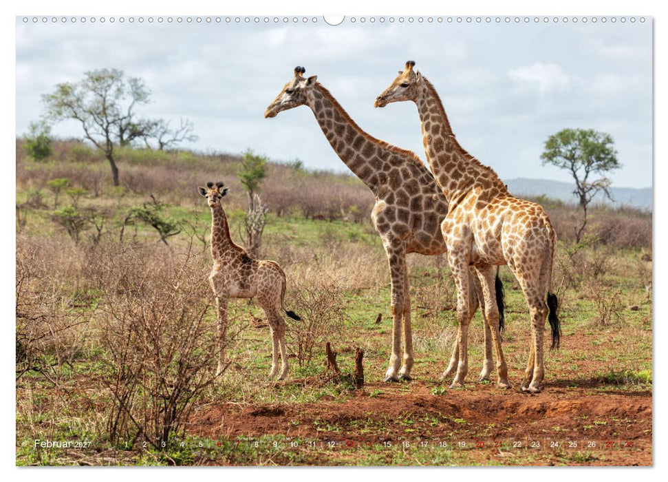 Südafrika wunderbare Tierwelt (CALVENDO Wandkalender 2027)