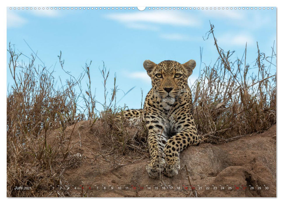 Südafrika wunderbare Tierwelt (CALVENDO Wandkalender 2027)