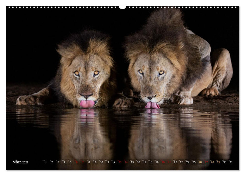 Südafrika wunderbare Tierwelt (CALVENDO Premium Wandkalender 2027)