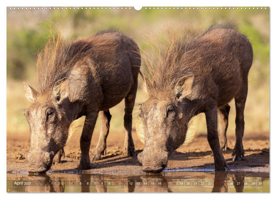 Südafrika wunderbare Tierwelt (CALVENDO Premium Wandkalender 2027)