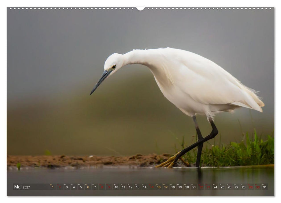 Südafrika wunderbare Tierwelt (CALVENDO Premium Wandkalender 2027)