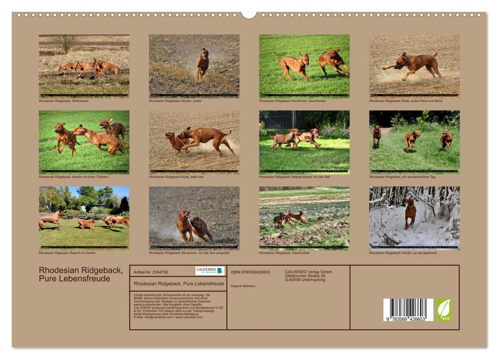 Rhodesian Ridgeback, Pure Lebensfreude (CALVENDO Premium Wandkalender 2027)