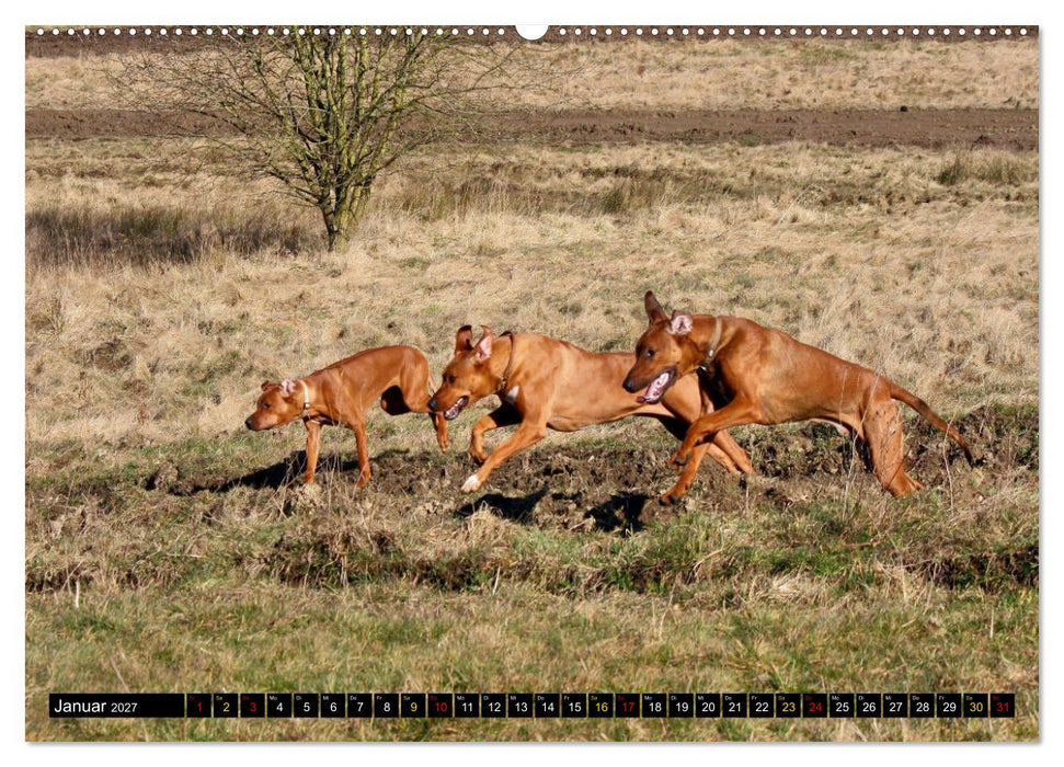 Rhodesian Ridgeback, Pure Lebensfreude (CALVENDO Premium Wandkalender 2027)