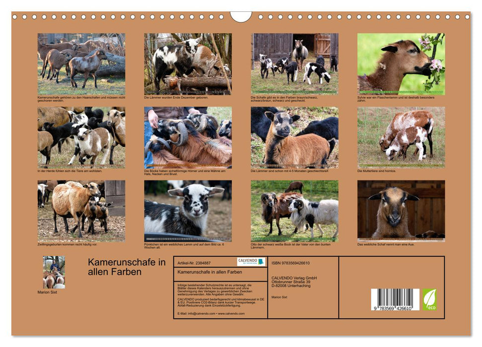 Kamerunschafe in allen Farben (CALVENDO Wandkalender 2027)