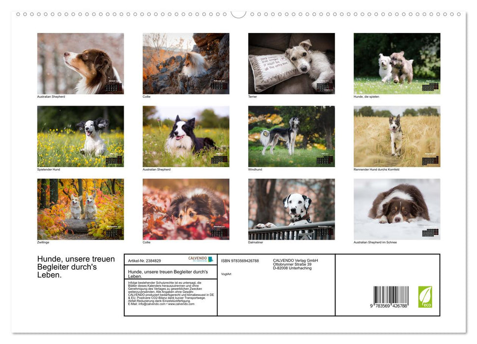 Hunde, unsere treuen Begleiter durch's Leben. (CALVENDO Premium Wandkalender 2027)