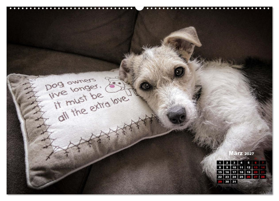 Hunde, unsere treuen Begleiter durch's Leben. (CALVENDO Premium Wandkalender 2027)