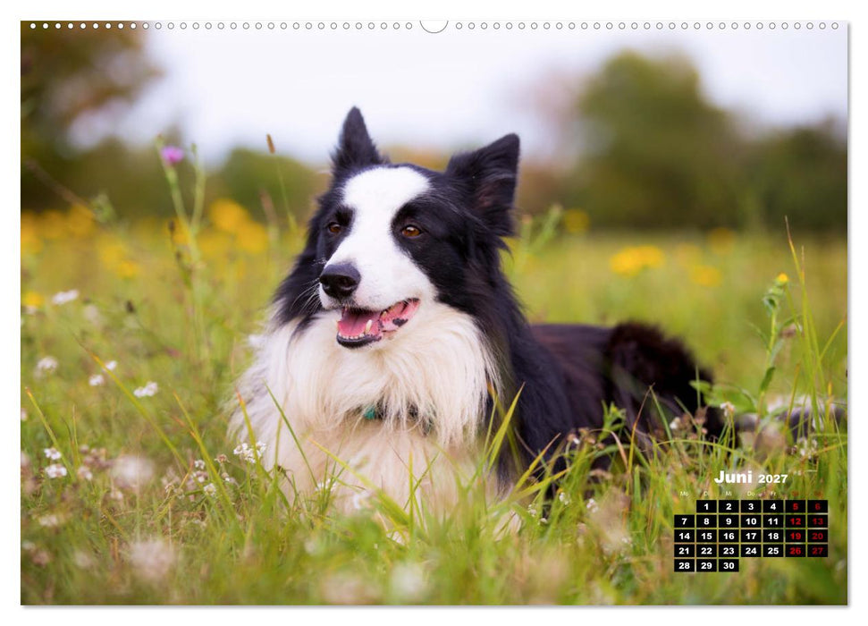 Hunde, unsere treuen Begleiter durch's Leben. (CALVENDO Premium Wandkalender 2027)
