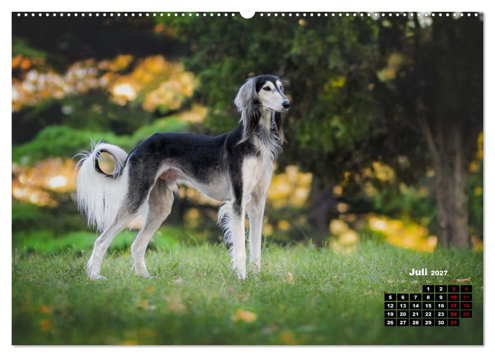 Hunde, unsere treuen Begleiter durch's Leben. (CALVENDO Premium Wandkalender 2027)