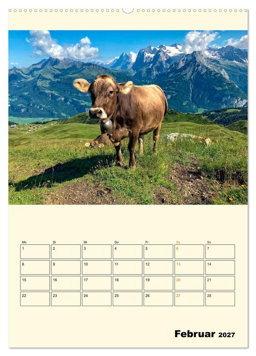 Glückliche Bergkühe (CALVENDO Premium Wandkalender 2027)