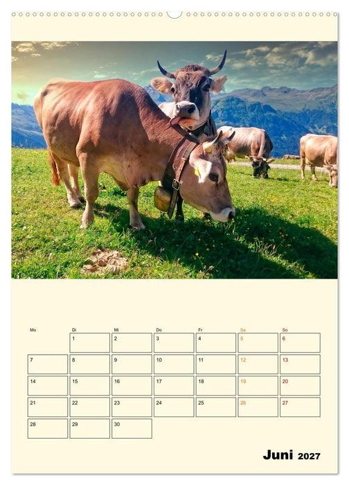 Glückliche Bergkühe (CALVENDO Premium Wandkalender 2027)