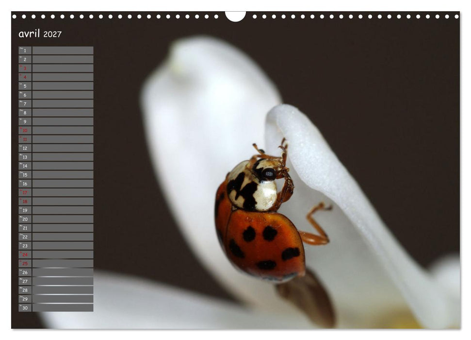 Coccinelles rouges à points noirs (CALVENDO Calendrier mensuel 2027)