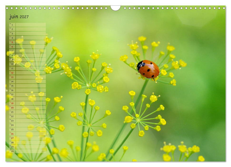 Coccinelles rouges à points noirs (CALVENDO Calendrier mensuel 2027)