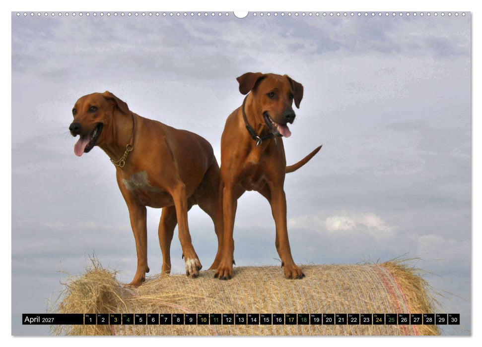 Rhodesian Ridgeback - Ausdrucksstarke Gesichter (CALVENDO Premium Wandkalender 2027)