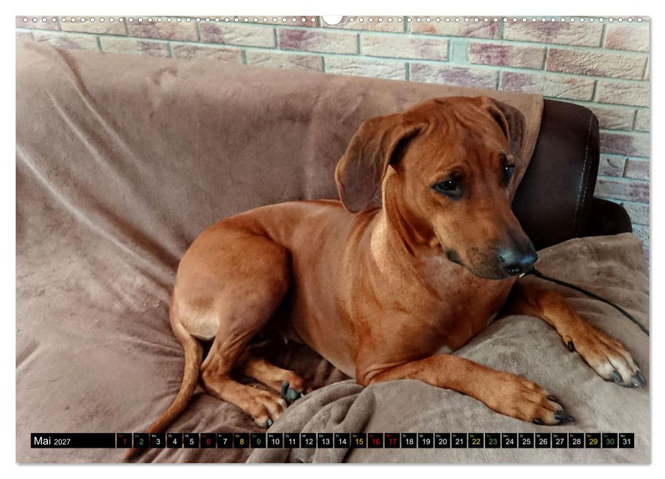 Rhodesian Ridgeback - Ausdrucksstarke Gesichter (CALVENDO Premium Wandkalender 2027)