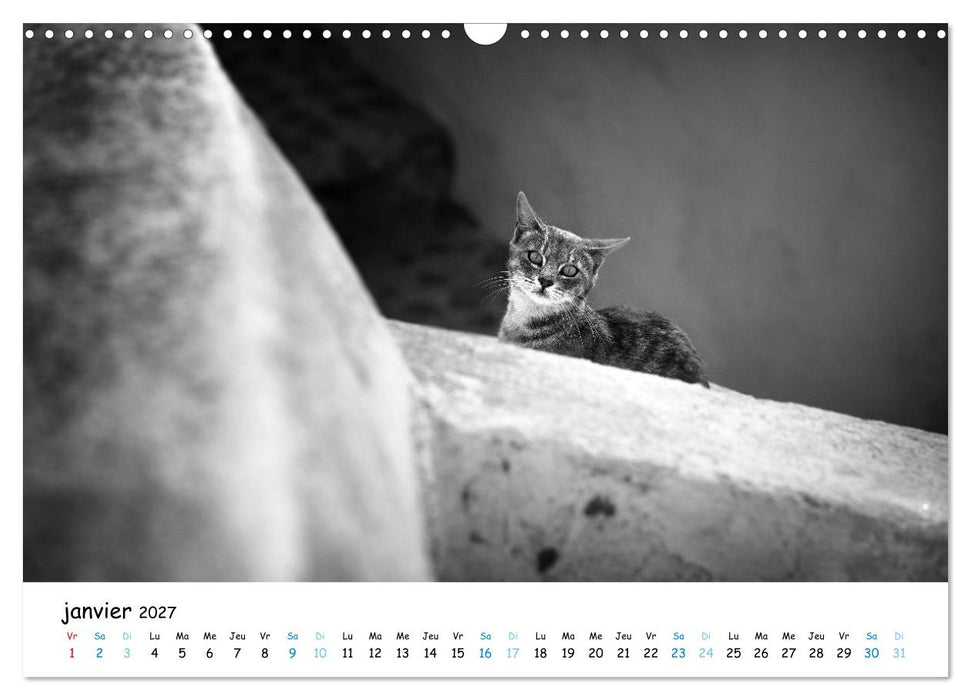 Chats de Santorin - Les princes d'Oia en noir et blanc (CALVENDO Calendrier mensuel 2027)